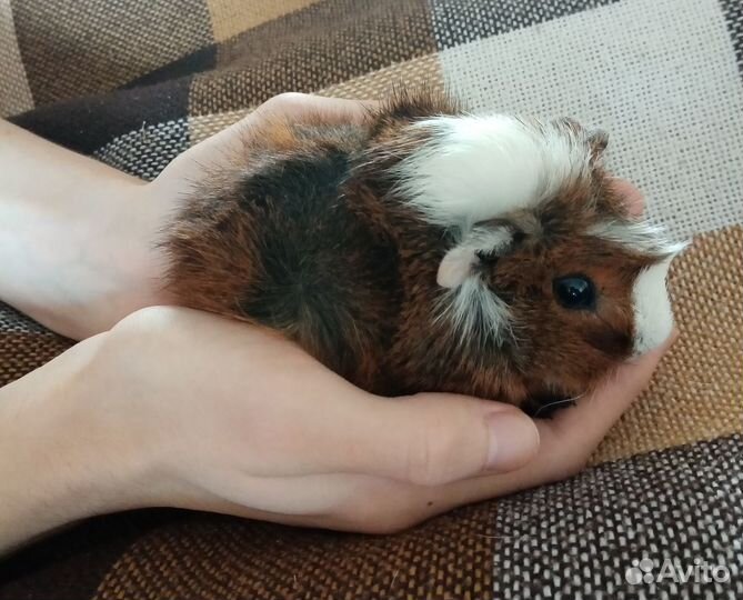 Морские свинки малыши