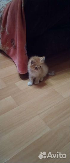 Котята отдам в добрые руки бесплатно
