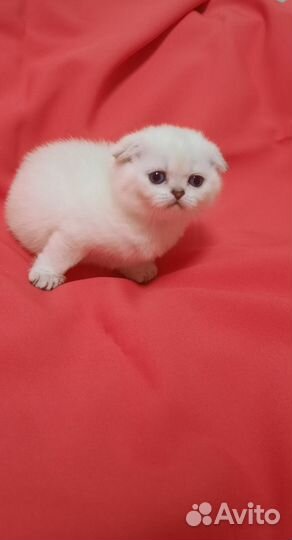 Шотландские котята