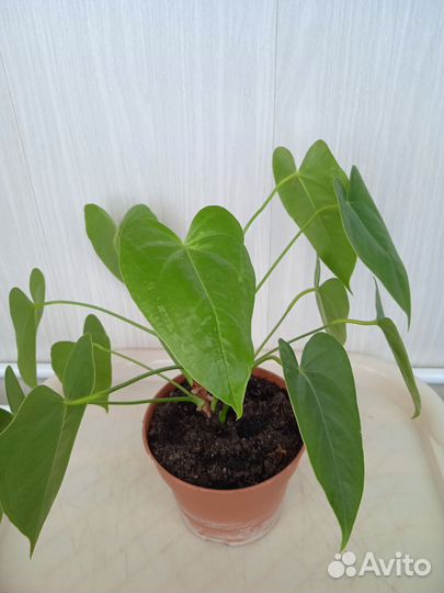 Антуриум Дакота(старый сорт)