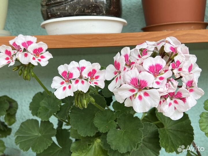 Пеларгонии разные