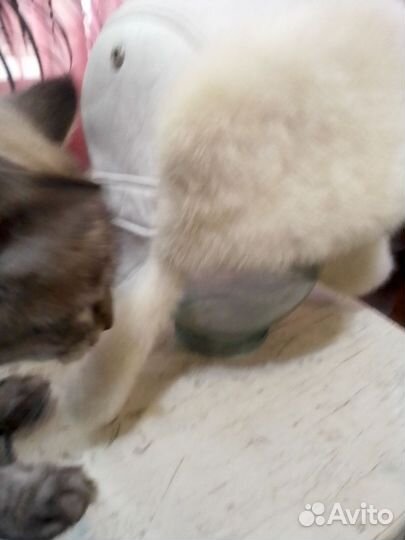 Шапка ушанка норковая женская