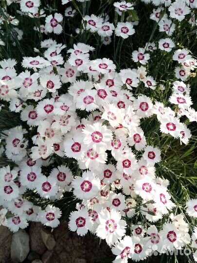 Гвоздика многолетняя