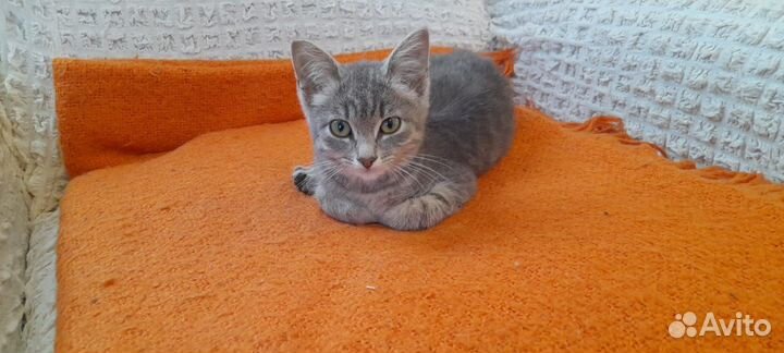 Котёнок девочка бесплатно с доставкой