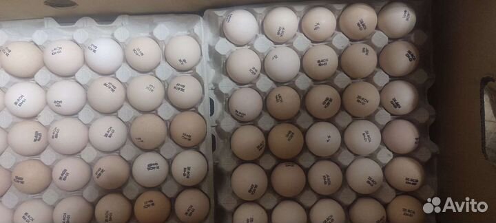 Инкубационное яйцо бройлер импорт