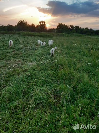 Продаются дойные козы молочной породы