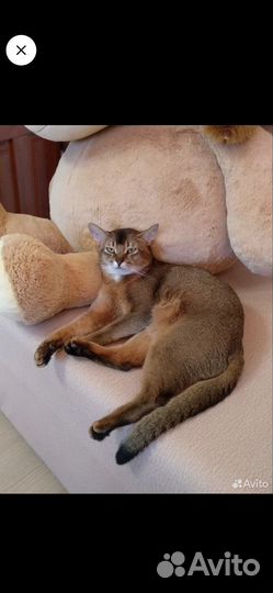 Абиссинские котята