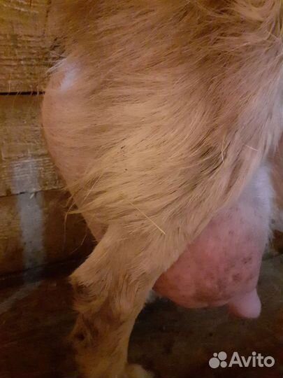 Козочки 50камори