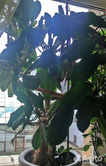 Хамедорея арека, сансевиерия, Молочай Эуфорбия