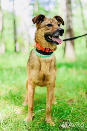 Собака Юла из приюта Некрасовка