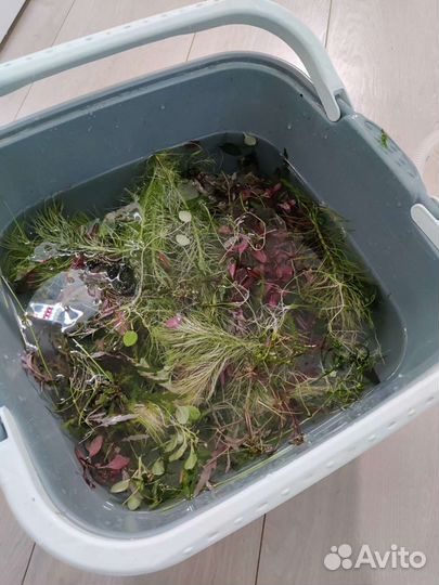 Буцефаландры и аквариумные растения, креветки