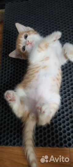 Котята в добрые руки,мальчики