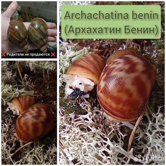 Улитки ахатина, архахатина и древесники