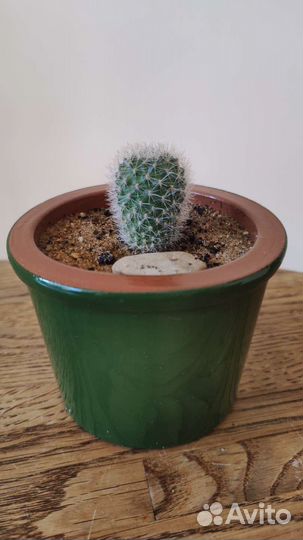 Ваша коллекция Кактусов