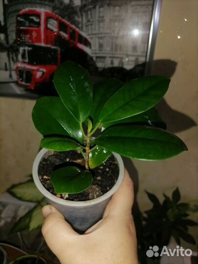 Комнатные цветы