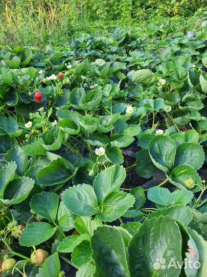 Рассада ремонтантной клубники