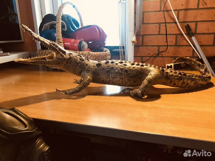 Аллигатор 90см