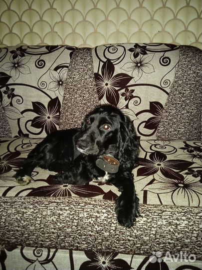 Русский кокер спаниель