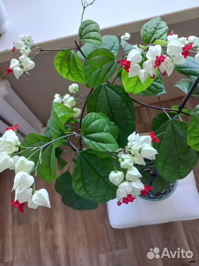 Клеродендрум томпсона