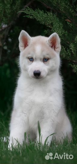 Сибирский хаски