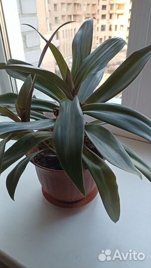 Традесканция рео, алое-вера, строманта