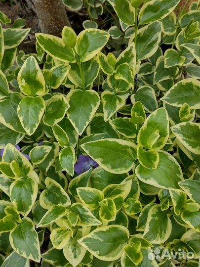 Барвинок пестролистный