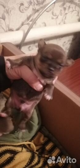 Щенки чихуахуа