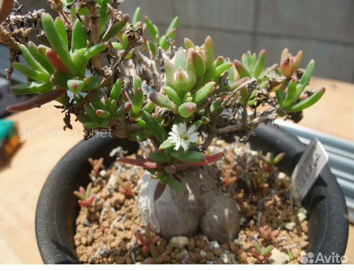 Семена каудексных суккулентов