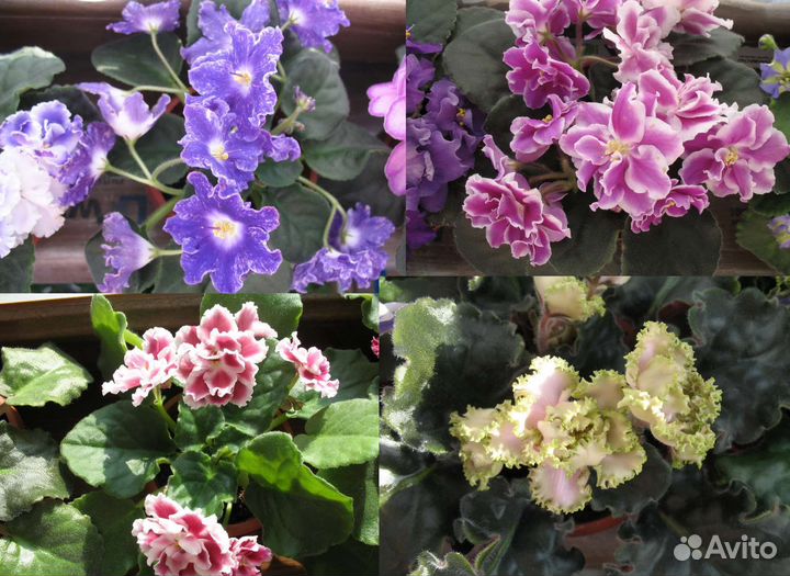 Сортовые фиалки