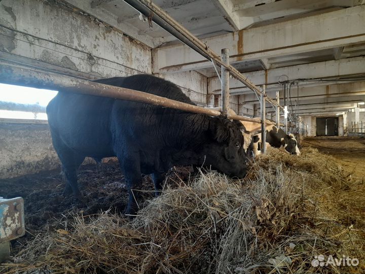 Быки на мясо