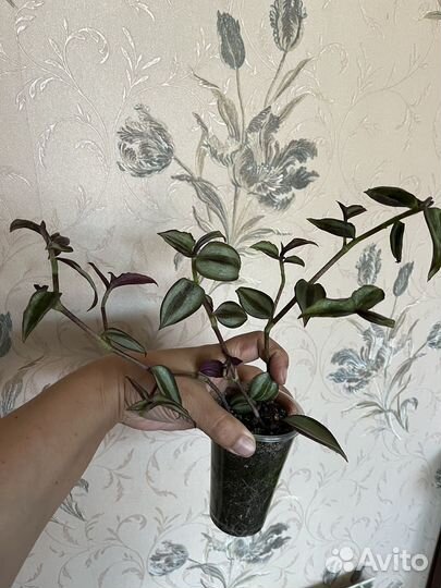 Сингониум, кампанула, традесканция