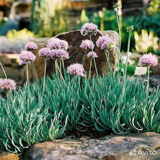 Луковичные для сада