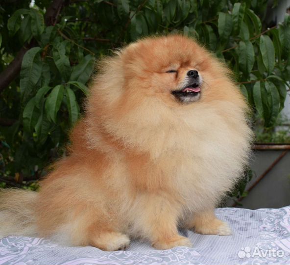 Вязка. Померанский шпиц РКФ