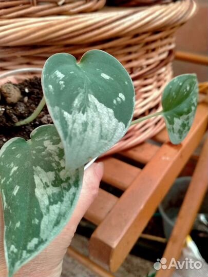 Сциндапсус,крассула хоббит