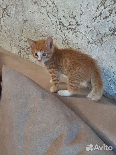 Солнечные котята в добрые руки