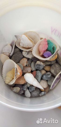 Морские ракушки и камушки