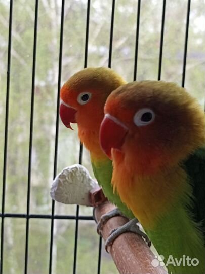 Попугаи неразлучники
