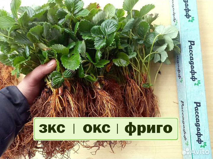 Рассада клубники. Оптом