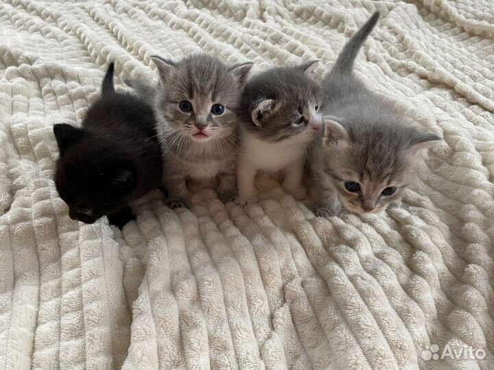 Котятки в добрые руки