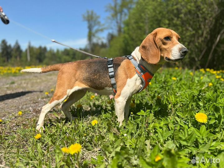 Собака эстонская гончая девочка