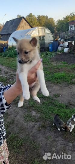 Щенки заподно сибирской лайки