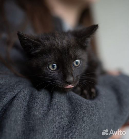 Котенок малыш