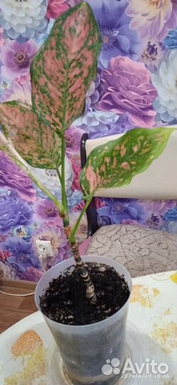 Кактусенки детки