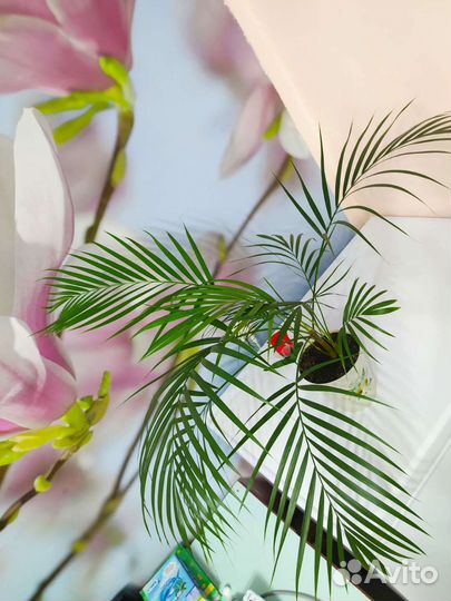 Хризалидокарпус, дипсис, арека, пальма