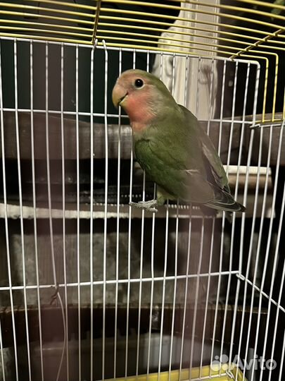 Неразлучник