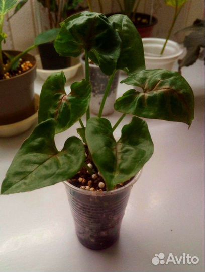 Сингониумы сортовые