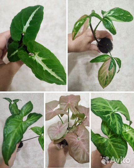 Сингониумы