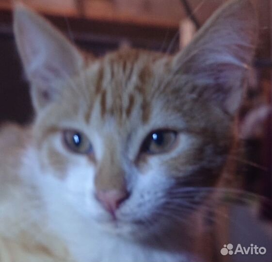 Котёнок в хорошую семью