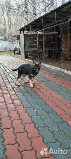 Немецкая овчарка