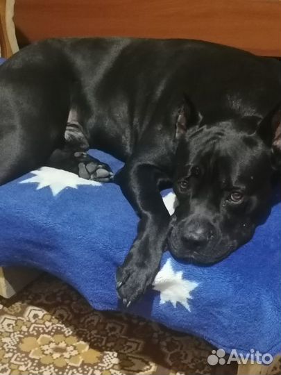 Кане Корсо вязка